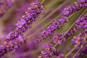 Photo of beautiful flowers in summer garden