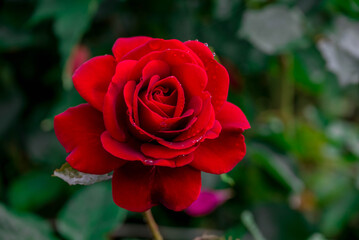 Photo of beautiful flowers in summer garden