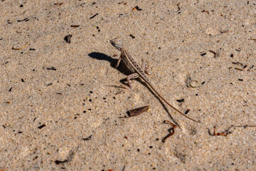 lezard