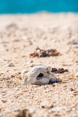 dead sea shell