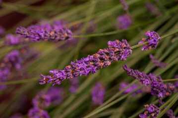 Photo of beautiful flowers in summer garden