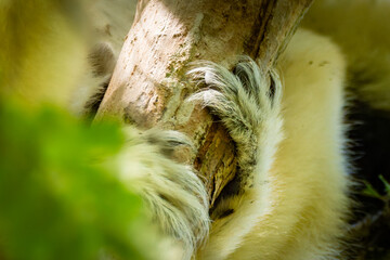 close up of a lemurian hands