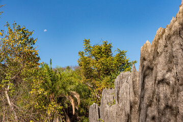 pine tree in the mountains and moon in background