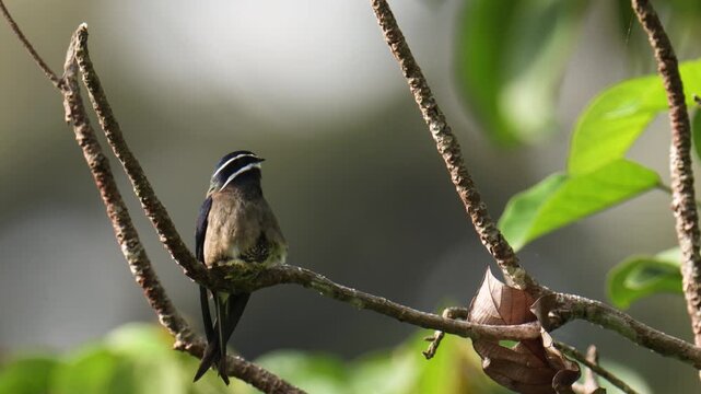 Whiskered Treeswift (Hemiprocne comata) mother bird incubates her young in a small nest on a branch.