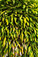 green leaves background