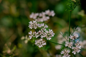 Fototapeta premium Photo of beautiful flowers in summer garden