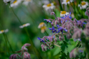 Photo of beautiful flowers in summer garden