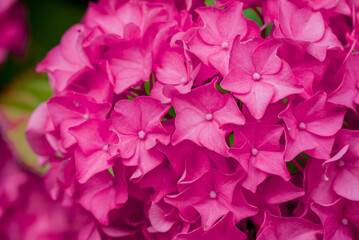Photo of beautiful flowers in summer garden
