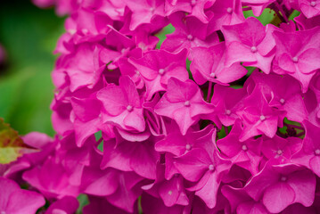 Fototapeta premium Photo of beautiful flowers in summer garden