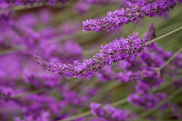 Fototapeta premium Photo of beautiful flowers in summer garden