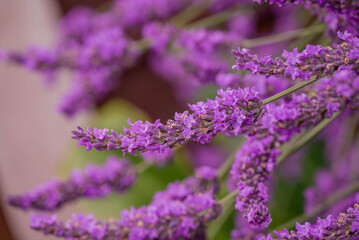 Obraz premium Photo of beautiful flowers in summer garden
