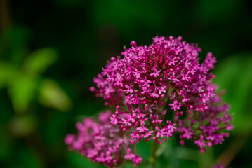 Photo of beautiful flowers in summer garden