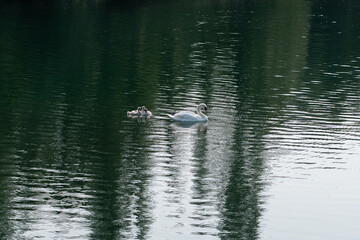 A swan family gliding across a reflective lake in the early morning light