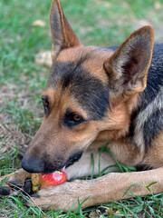 German Shepherd dog resting on green grass with red apple. Outdoor summer portrait of domestic pet