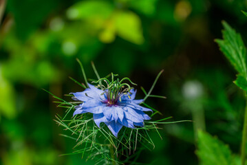 Photo of beautiful flowers in summer garden