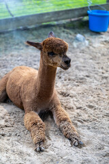alpaca in the zoo