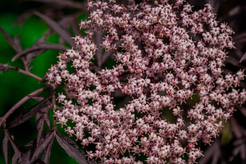 Photo of beautiful flowers in summer garden