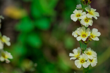 Photo of beautiful flowers in summer garden