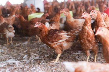 A lot of brown chicken in chicken farm