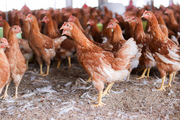 A lot of brown chicken in chicken farm