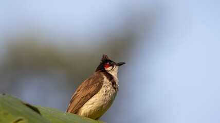Red-Whiskered Bulbul on a leaf with blue sky