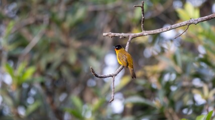 Flame-throated Bulbul on a branch