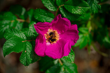 Fototapete bei efototapeten.de bestellen   