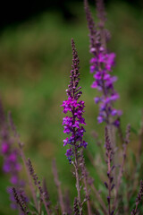 Photo of beautiful flowers in summer garden