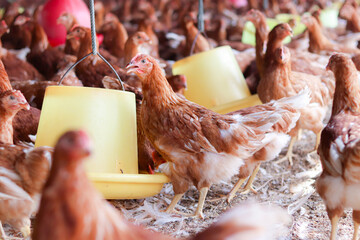 A lot of brown chicken in chicken farm © maybeiii