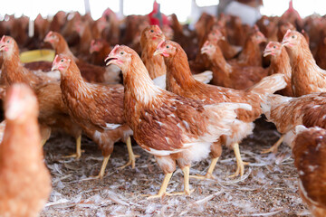 A lot of brown chicken in chicken farm