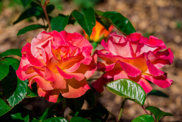Photo of beautiful flowers in summer garden