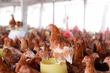 A lot of brown chicken in chicken farm © maybeiii