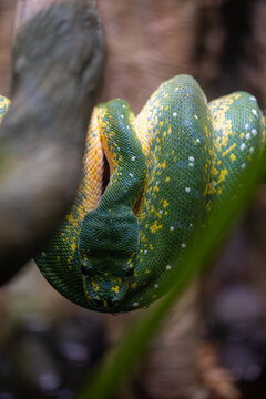 green snake in the tree
