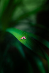 green leaf with earthworm