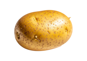 Closeup of a fresh russet potato isolated on transparent background, showcasing its skin texture and earthy tones in bright light