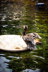 A pelican on the water 