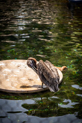 A pelican on the water 