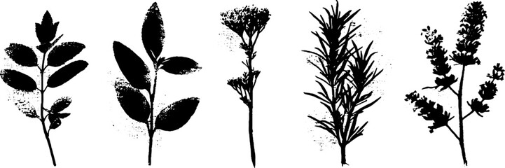 Obraz premium Grunge black and white sage illustrations for creative design