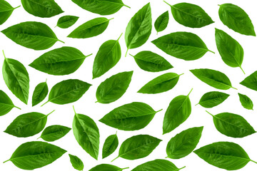 many fresh basil leaves herb spice isolated, cutout in transparent background, png format   