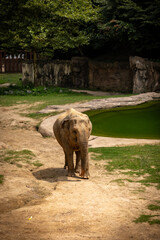 An elephant in the zoo