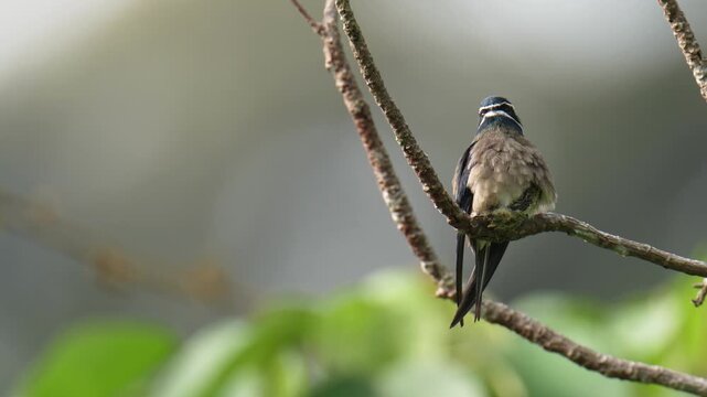 Whiskered Treeswift (Hemiprocne comata) mother bird incubates her young in a small nest on a branch.
