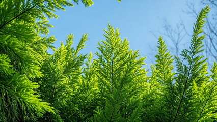 Arbor Day: Evergreen and Pine Forest with a Blue Sky and White Clouds, Natural Background