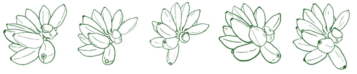 Banana Line Art Clipart Set – Hand Drawn Banana Bunch Illustration for Tropical Fruit, Food, and Botanical Design Projects
