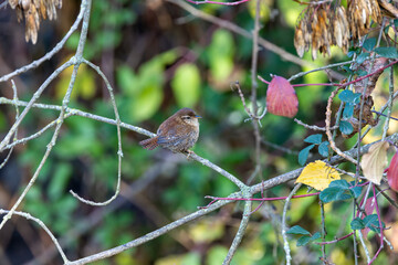 Eurasian Wren (Troglodytes troglodytes) Bull Island Dublin common in European woodlands and gardens
