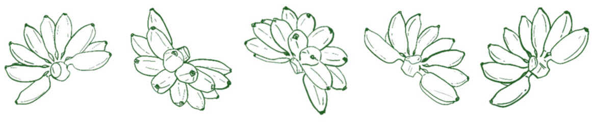 Banana Line Art Clipart Set – Hand Drawn Banana Bunch Illustration for Tropical Fruit, Food, and Botanical Design Projects