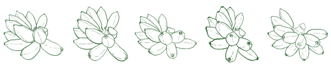 Banana Line Art Clipart Set – Hand Drawn Banana Bunch Illustration for Tropical Fruit, Food, and Botanical Design Projects