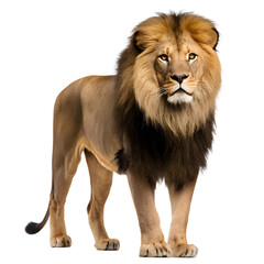 Obraz premium lion looking isolated on white