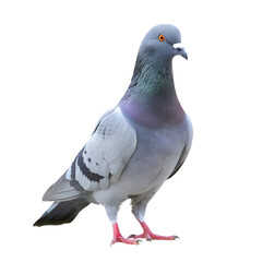 Isolated pigeon © Marouane
