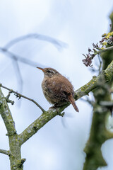 Eurasian Wren (Troglodytes troglodytes) Bull Island Dublin common in European woodlands and gardens