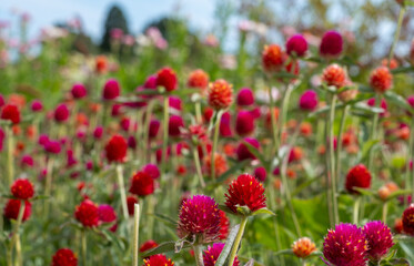 Stunning, colourful mix of wildlife friendly flowers including zinnia and globe amaranth in the Fruit Garden at Wisley, Surrey UK. 